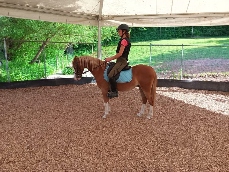 Welsh B Gelding 6 years 12.2 hh Chestnut-Red in Neidenbach