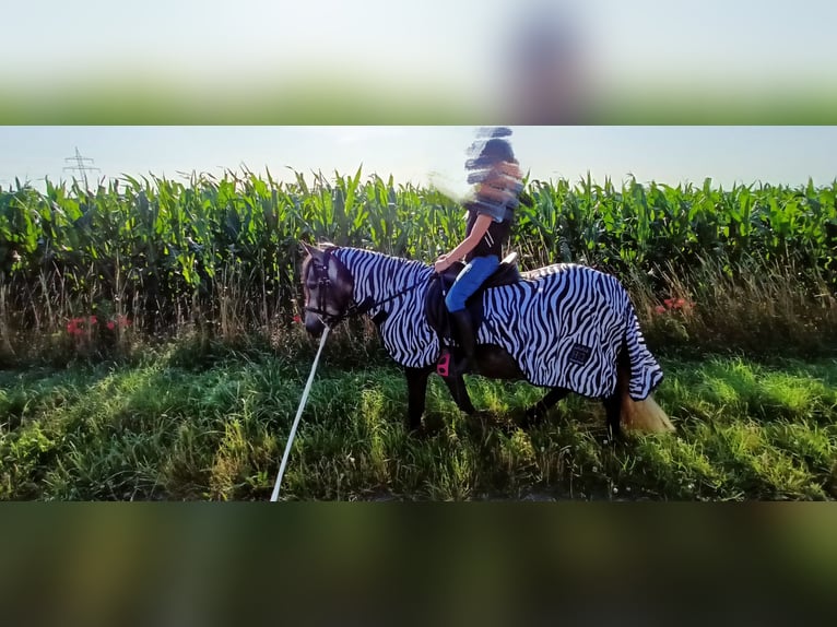 Welsh B Gelding 6 years 12,2 hh Gray-Blue-Tan in Velpke