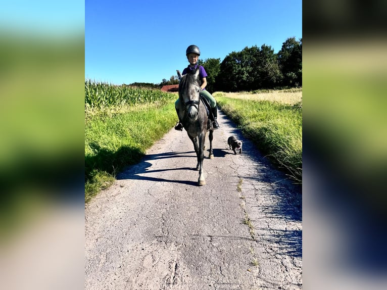 Welsh B Gelding 6 years 12,2 hh Gray-Blue-Tan in Velpke