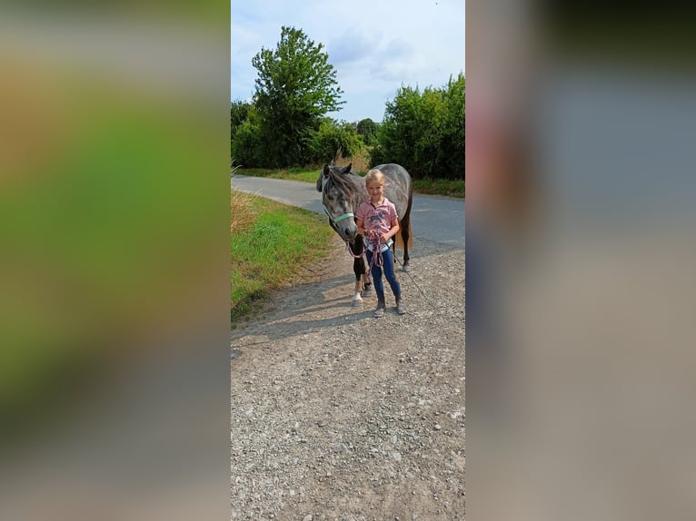 Welsh B Gelding 6 years 12,2 hh Gray-Blue-Tan in Velpke