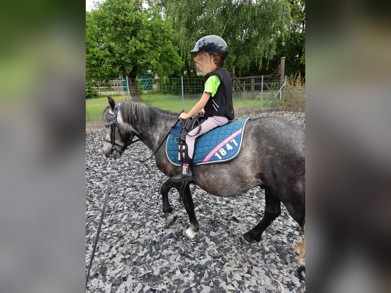 Welsh B Gelding 6 years 12,2 hh Gray-Blue-Tan in Velpke