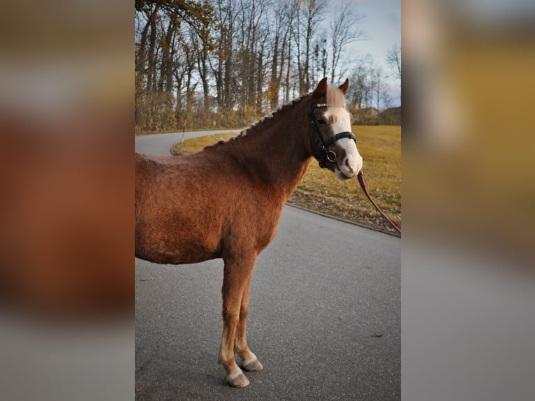 Welsh B Gelding 6 years 12 hh Chestnut-Red in Rosenheim