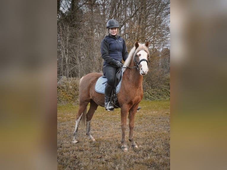 Welsh B Gelding 6 years 12 hh Chestnut-Red in Rosenheim