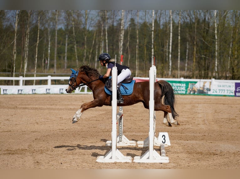 Welsh B Gelding 6 years 12,1 hh Chestnut in Riga Welsh B Gelding 6 years 12,1 hh Chestnut in Riga