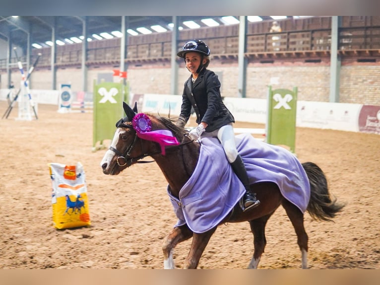 Welsh B Gelding 6 years 12,1 hh Chestnut in Riga Welsh B Gelding 6 years 12,1 hh Chestnut in Riga