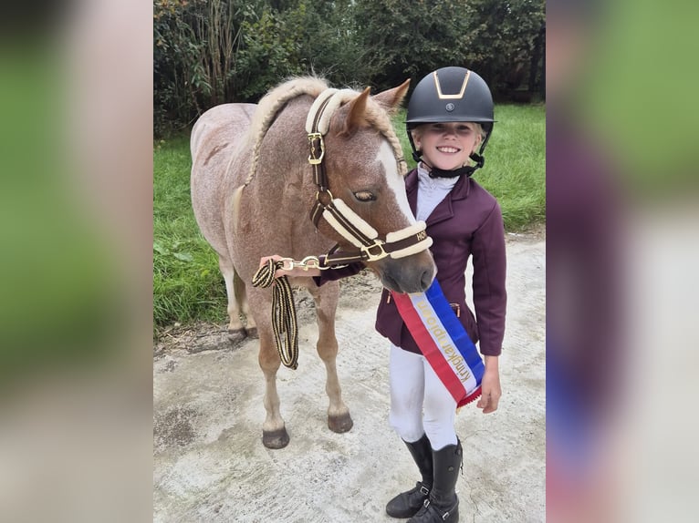 Welsh B Gelding 6 years 12,1 hh Sorrel in Groningen