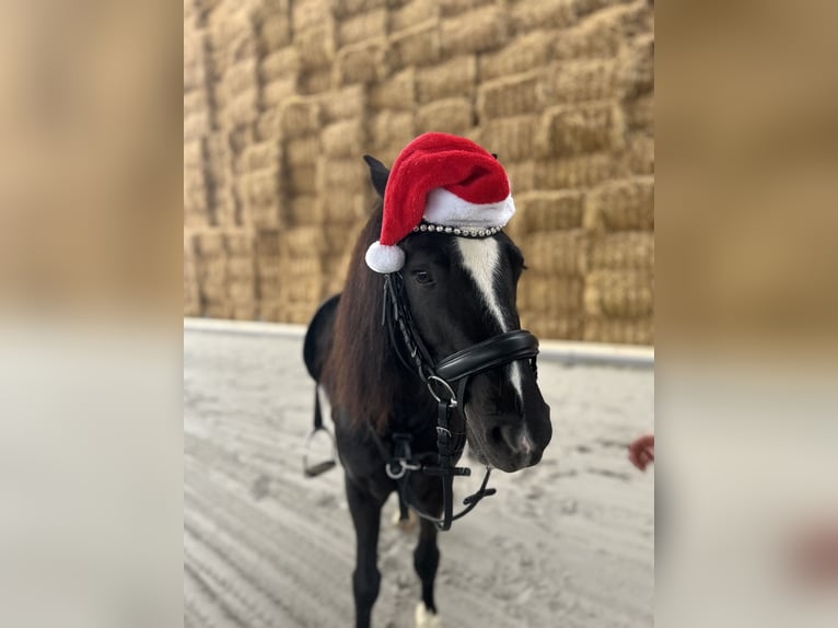 Welsh B Gelding 6 years 12,2 hh Black in Eschweiler