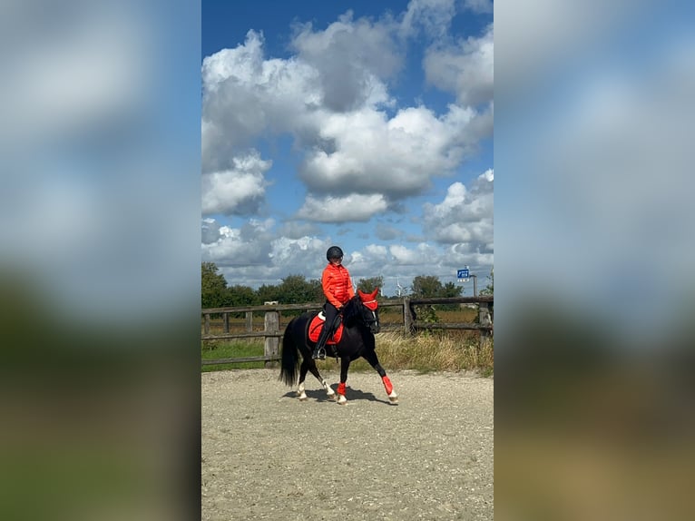 Welsh B Gelding 6 years 12,2 hh Black in Eschweiler