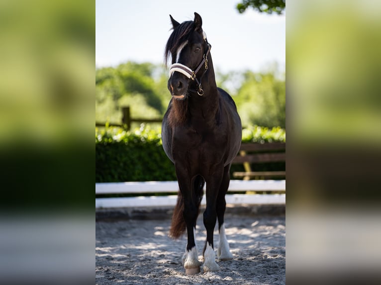 Welsh B Gelding 6 years 12,2 hh Black in Eschweiler