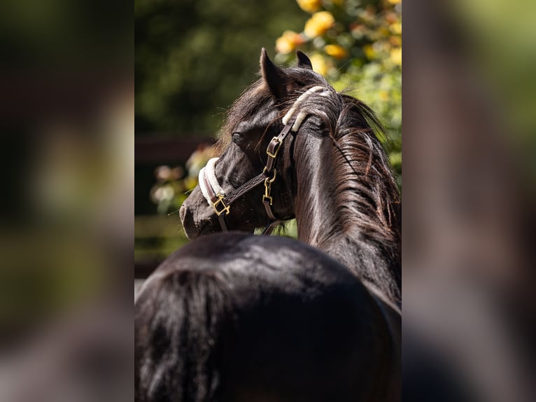 Welsh B Gelding 6 years 12,2 hh Black in Eschweiler