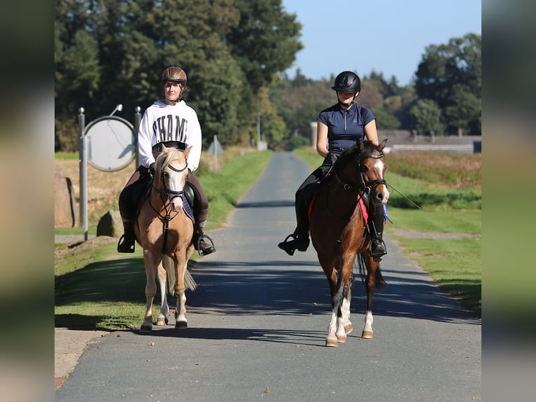 Welsh B Gelding 6 years 13.1 hh Brown in Wildeshausen