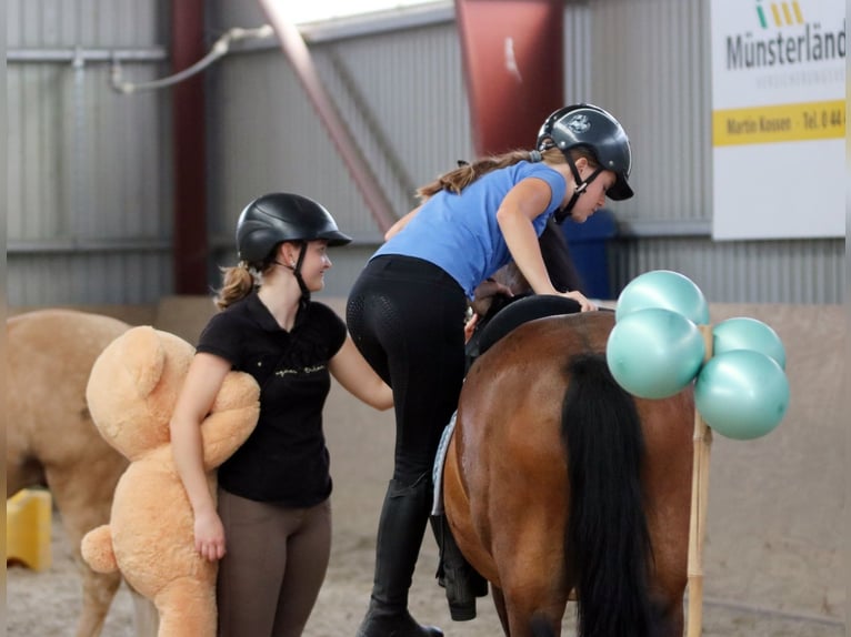 Welsh B Gelding 6 years 13.1 hh Brown in Wildeshausen