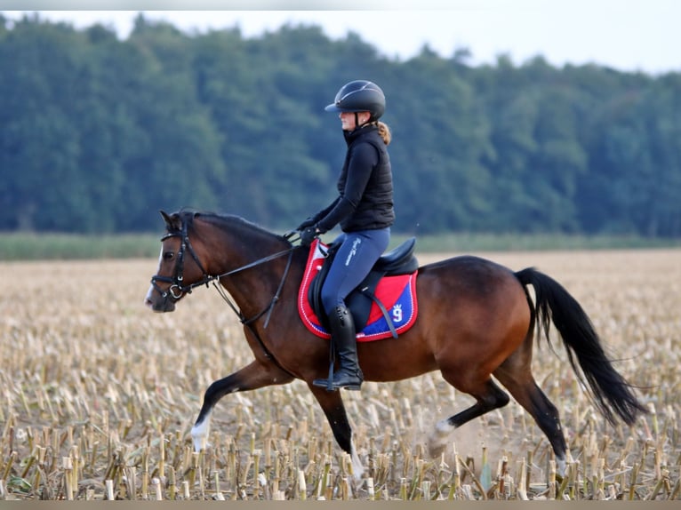 Welsh B Gelding 6 years 13.1 hh Brown in Wildeshausen