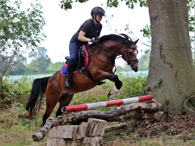 Welsh B Gelding 6 years 13.1 hh Brown in Wildeshausen