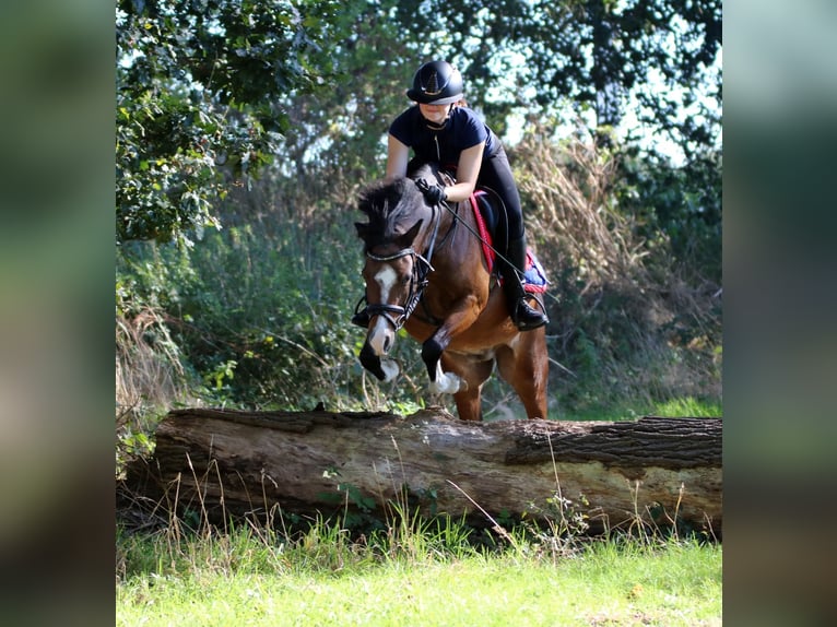 Welsh B Gelding 6 years 13.1 hh Brown in Wildeshausen