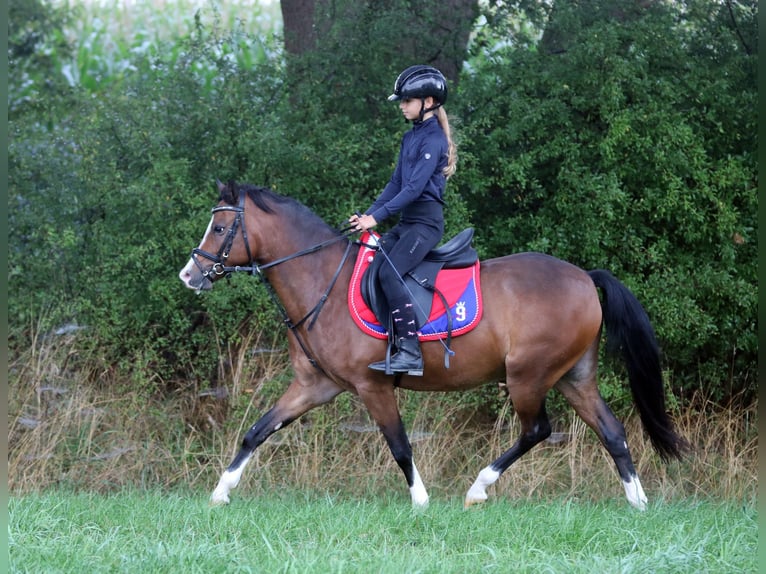 Welsh B Gelding 6 years 13.1 hh Brown in Wildeshausen