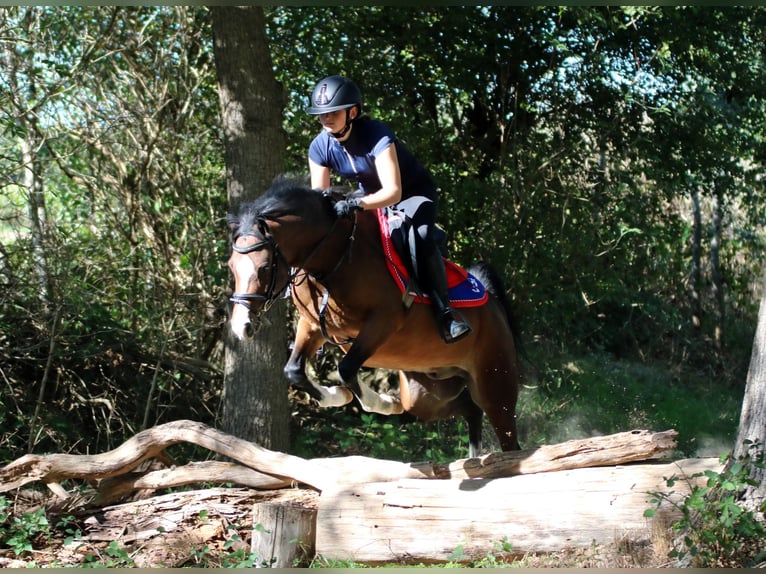 Welsh B Gelding 6 years 13.1 hh Brown in Wildeshausen