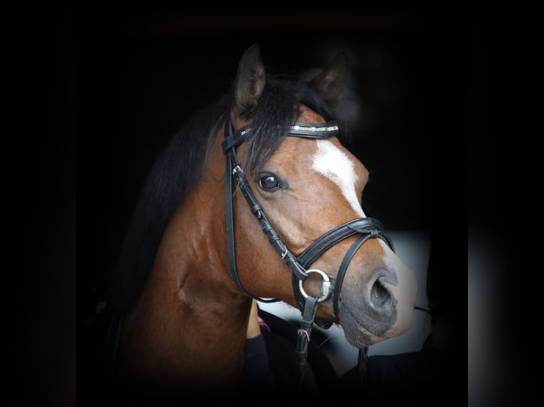 Welsh B Gelding 6 years 13.1 hh Brown in Wildeshausen