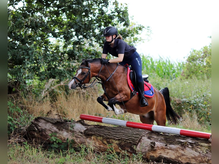Welsh B Gelding 6 years 13.1 hh Brown in Wildeshausen