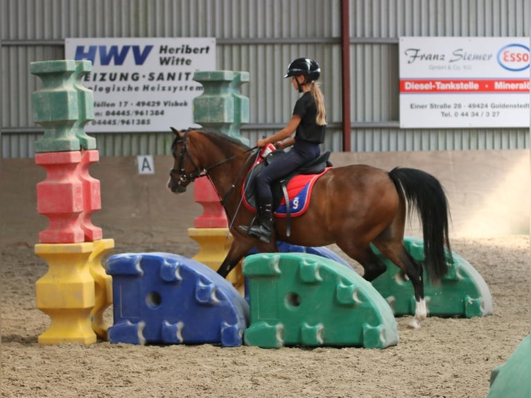Welsh B Gelding 6 years 13.1 hh Brown in Wildeshausen