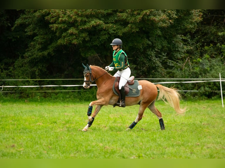 Welsh B Gelding 6 years 13,1 hh Chestnut-Red in Meerbusch