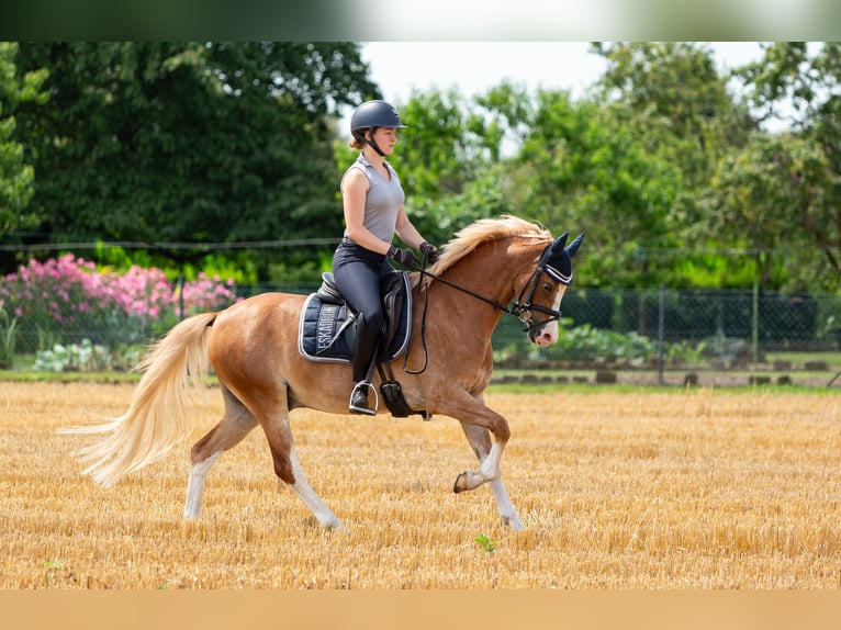 Welsh B Gelding 6 years 13,1 hh Chestnut-Red in Meerbusch