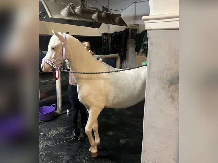 Welsh B Gelding 6 years 13,1 hh Cremello in Anger
