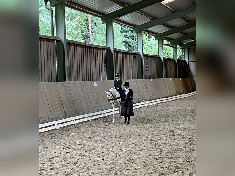 Welsh B Gelding 6 years 13,1 hh Cremello in Anger