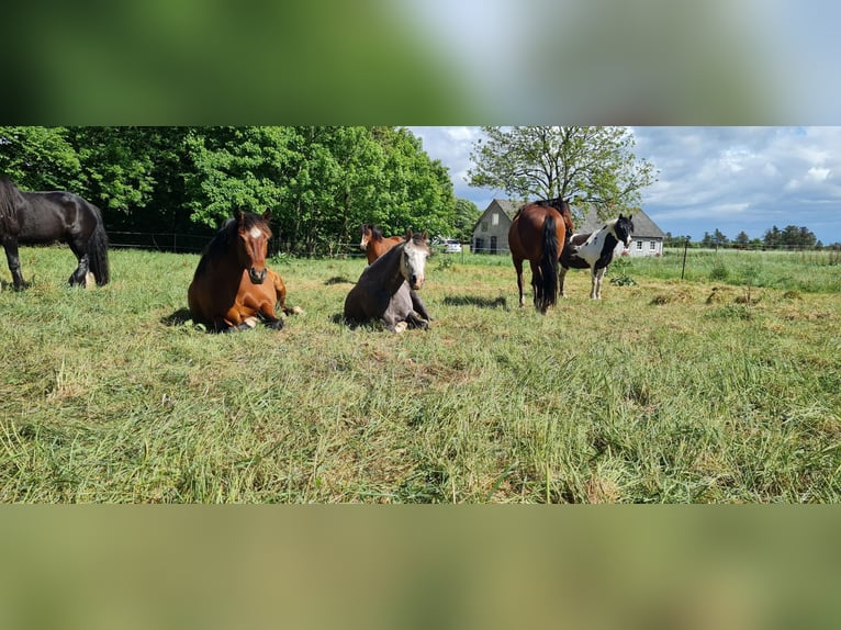 Welsh B Gelding 6 years 13.2 hh Grey in Süderlügum