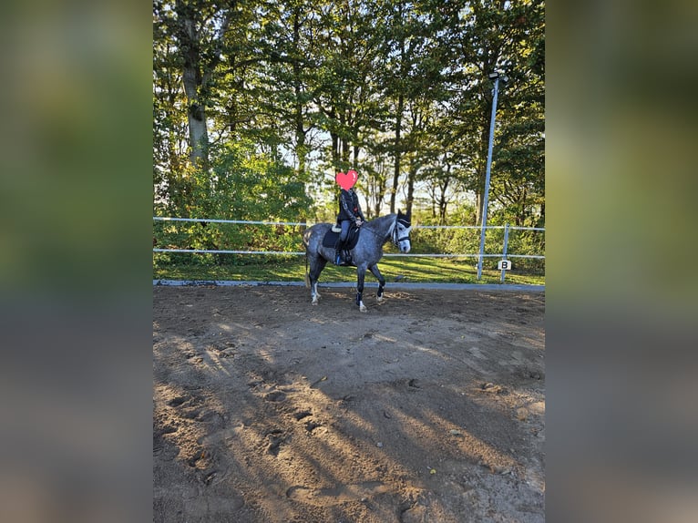 Welsh B Gelding 6 years 13.2 hh Grey in Süderlügum