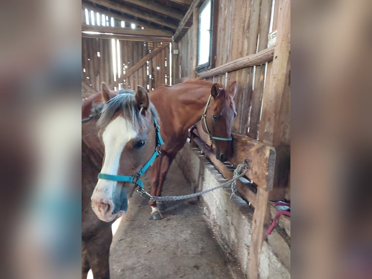 Welsh B Gelding 6 years 13 hh Chestnut-Red in Sulzfeld