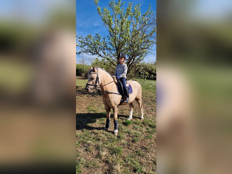 Welsh B Gelding 6 years 13 hh Palomino in Igel