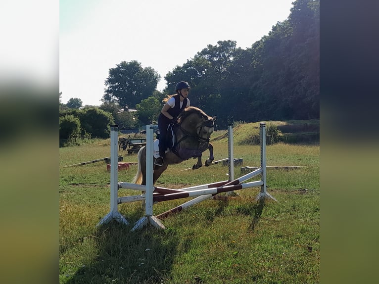 Welsh B Gelding 6 years 13 hh Palomino in Igel