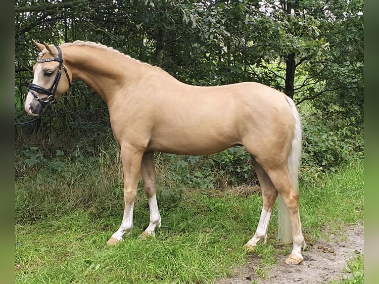 Welsh B Gelding 6 years 13,1 hh Palomino in Szabadsz&#xE1;ll&#xE1;s