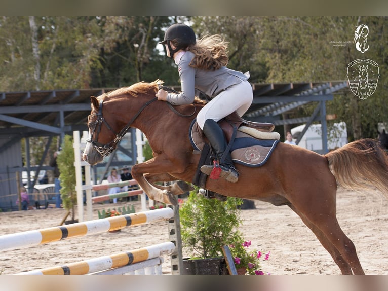 Welsh B Gelding 6 years Bay in Cesis