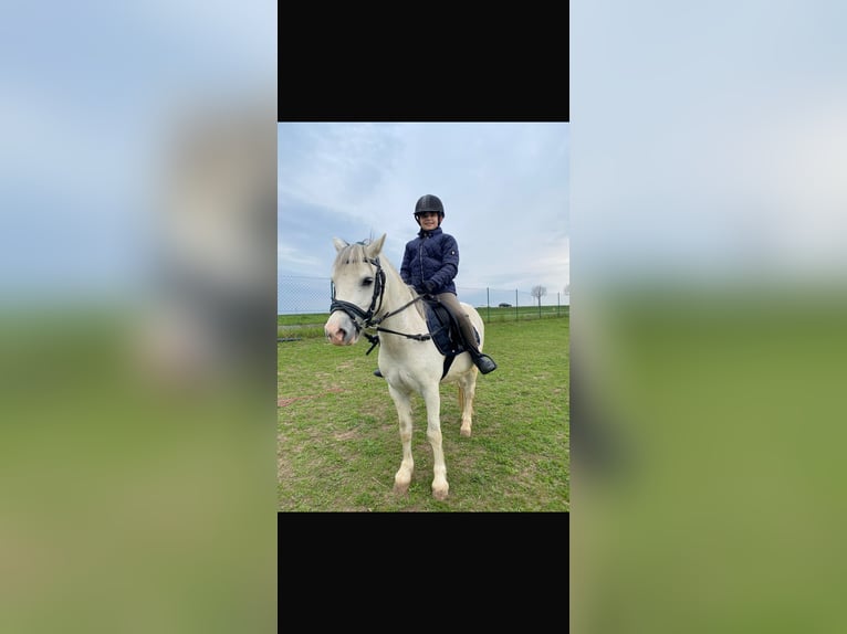 Welsh B Gelding 7 years 11,2 hh Gray in Antau / Otava