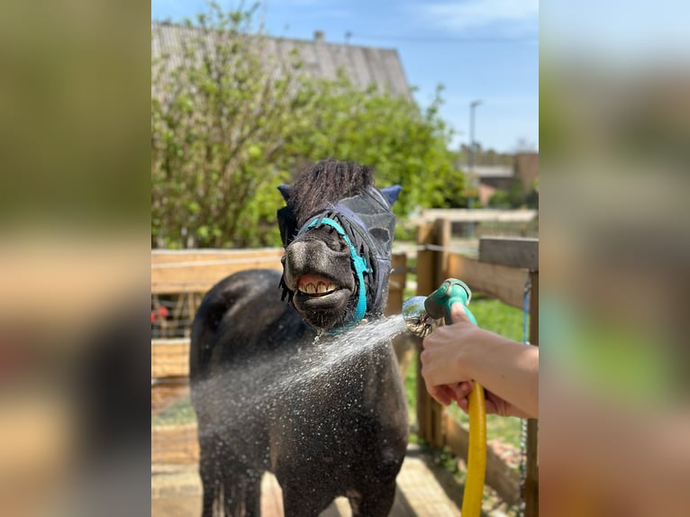 Welsh B Mix Gelding 7 years 11,1 hh Black in Wald