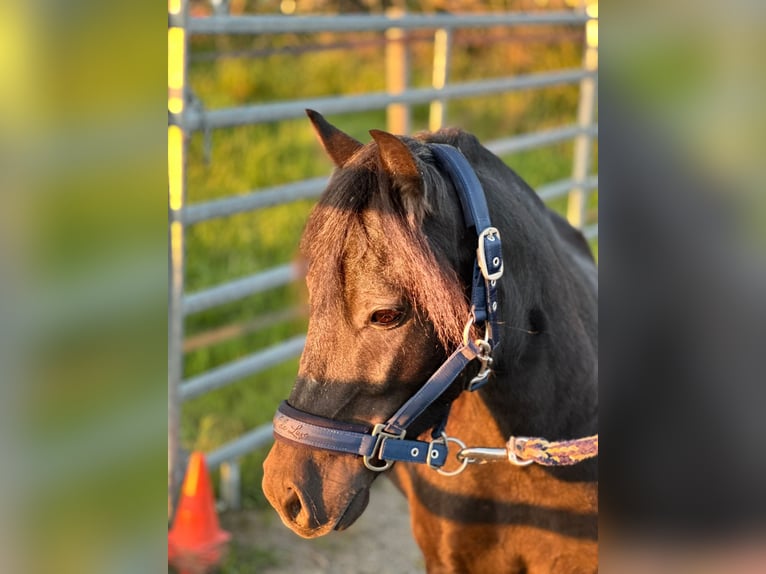 Welsh B Mix Gelding 7 years 11,1 hh Black in Wald