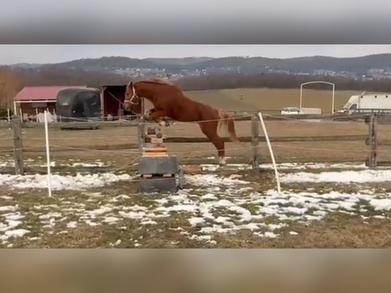 Welsh B Gelding 7 years 12,1 hh Chestnut-Red in Rechnitz