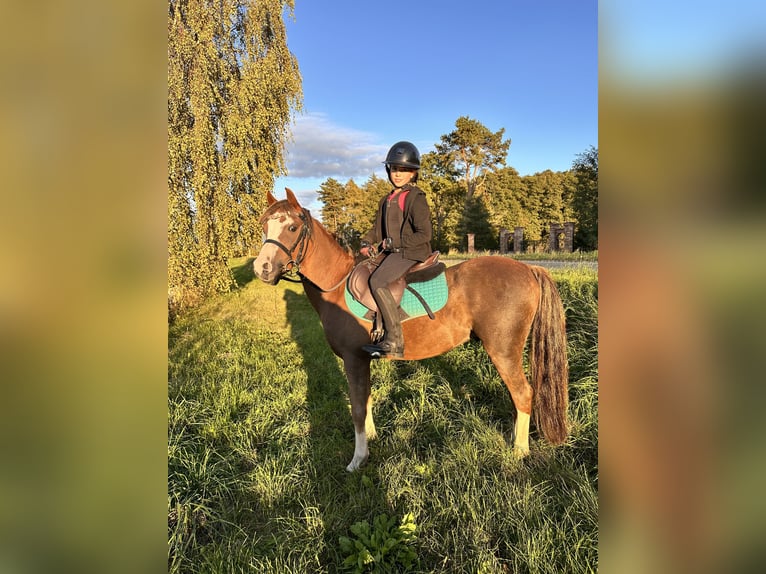 Welsh B Gelding 7 years 12,1 hh Chestnut in Riga