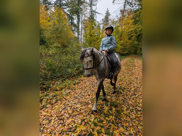 Welsh B Gelding 7 years 12,1 hh Grey-Blue-Tan in Velpke