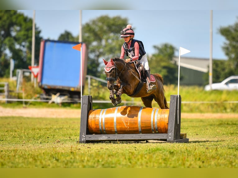 Welsh B Mix Gelding 7 years 12,1 hh Smoky-Black in Bunschoten-Spakenburg