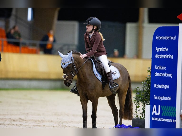 Welsh B Mix Gelding 7 years 12,1 hh Smoky-Black in Bunschoten-Spakenburg