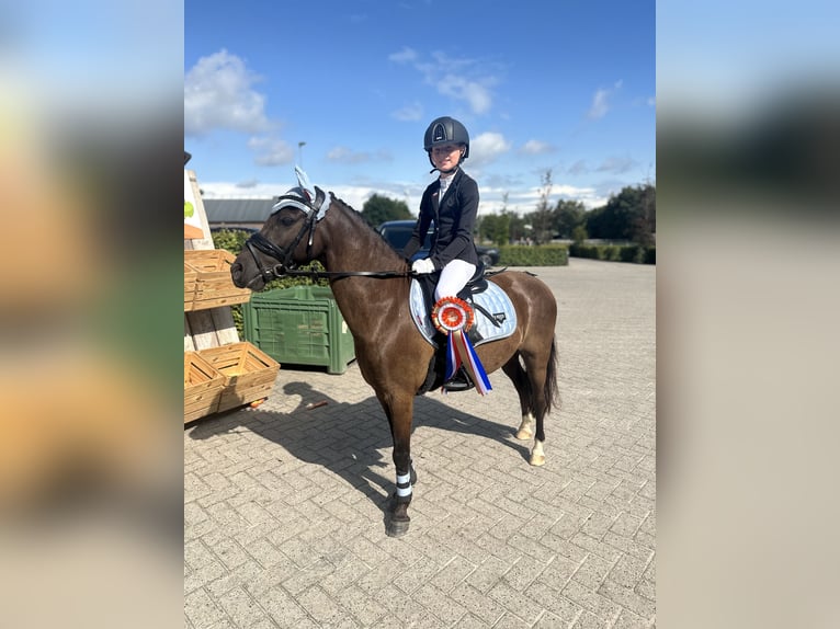 Welsh B Mix Gelding 7 years 12,1 hh Smoky-Black in Bunschoten-Spakenburg