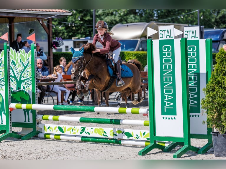 Welsh B Mix Gelding 7 years 12,1 hh Smoky-Black in Bunschoten-Spakenburg