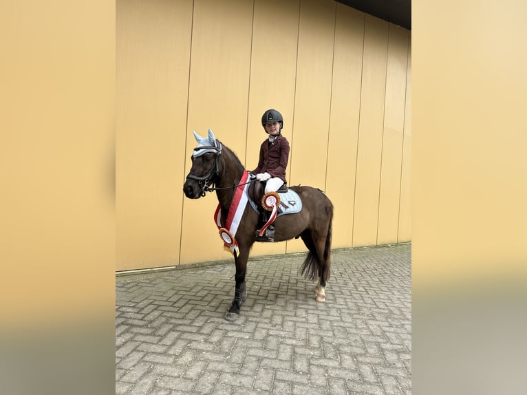 Welsh B Mix Gelding 7 years 12,1 hh Smoky-Black in Bunschoten-Spakenburg