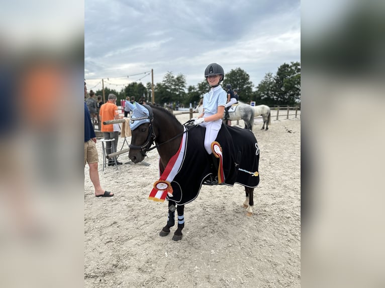 Welsh B Mix Gelding 7 years 12,1 hh Smoky-Black in Bunschoten-Spakenburg