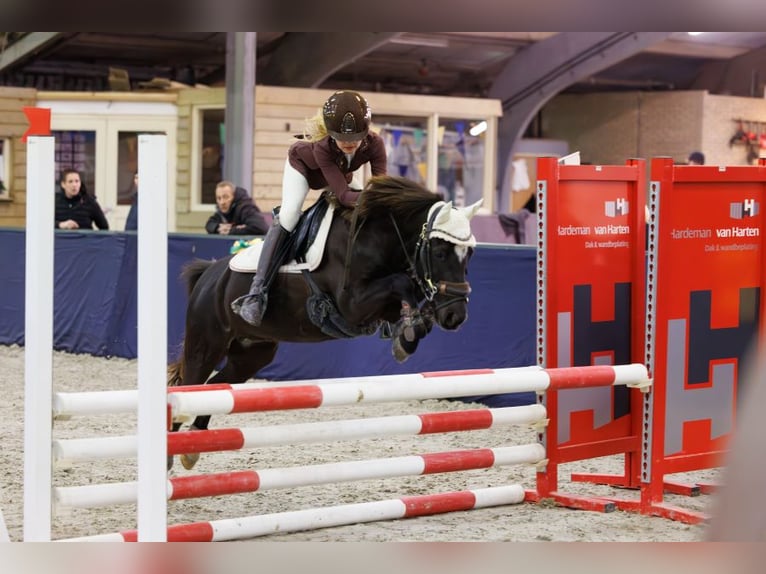 Welsh B Mix Gelding 7 years 12,1 hh Smoky-Black in Bunschoten-Spakenburg