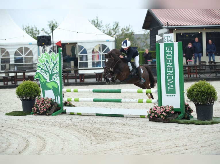 Welsh B Mix Gelding 7 years 12,1 hh Smoky-Black in Bunschoten-Spakenburg