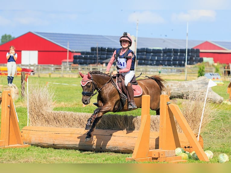 Welsh B Mix Gelding 7 years 12,1 hh Smoky-Black in Bunschoten-Spakenburg